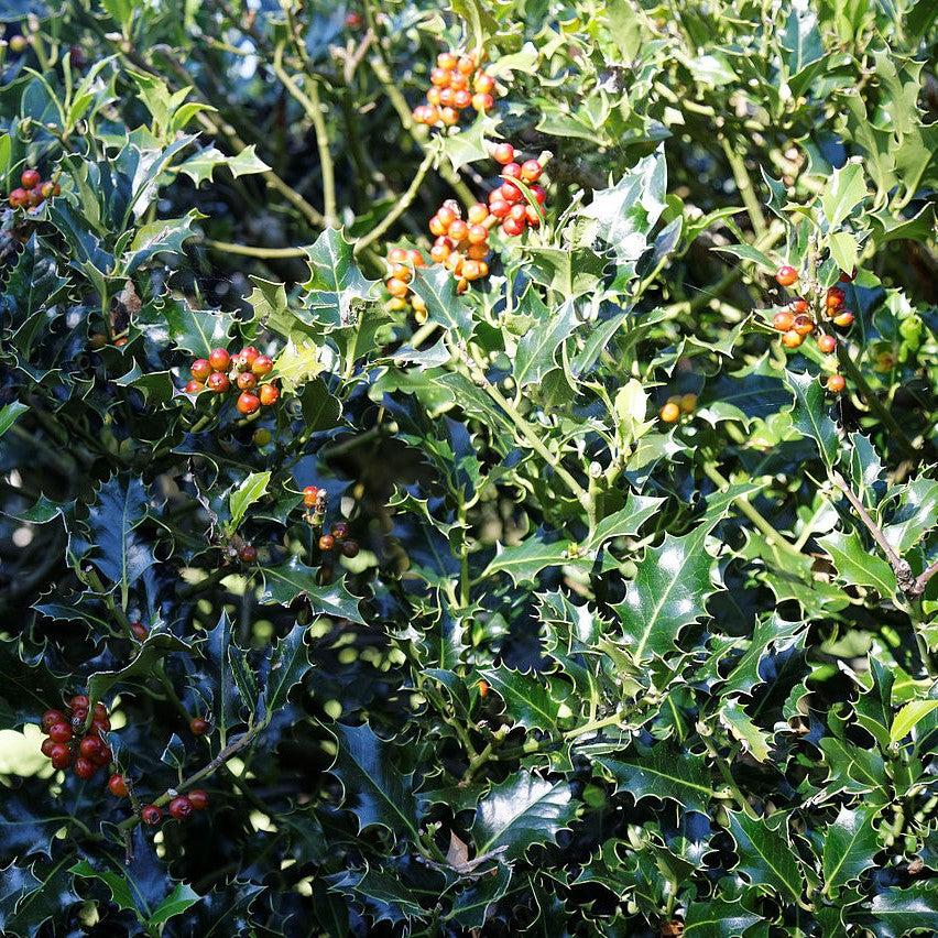 Ilex x 'Magiana' ~ Acadiana™ Holly-ServeScape