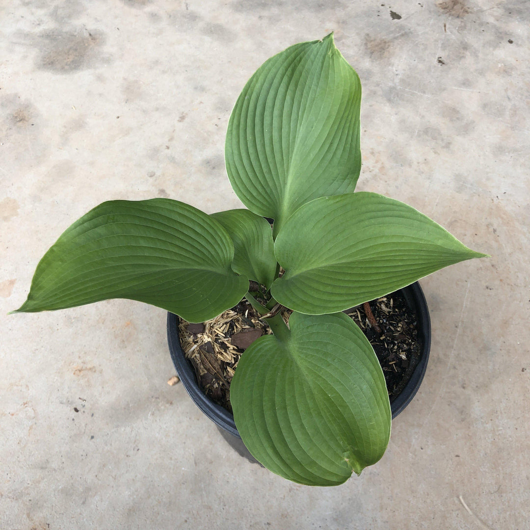 Hosta 'Blue Angel' ~ Blue Angel Hosta - Delivered By ServeScape