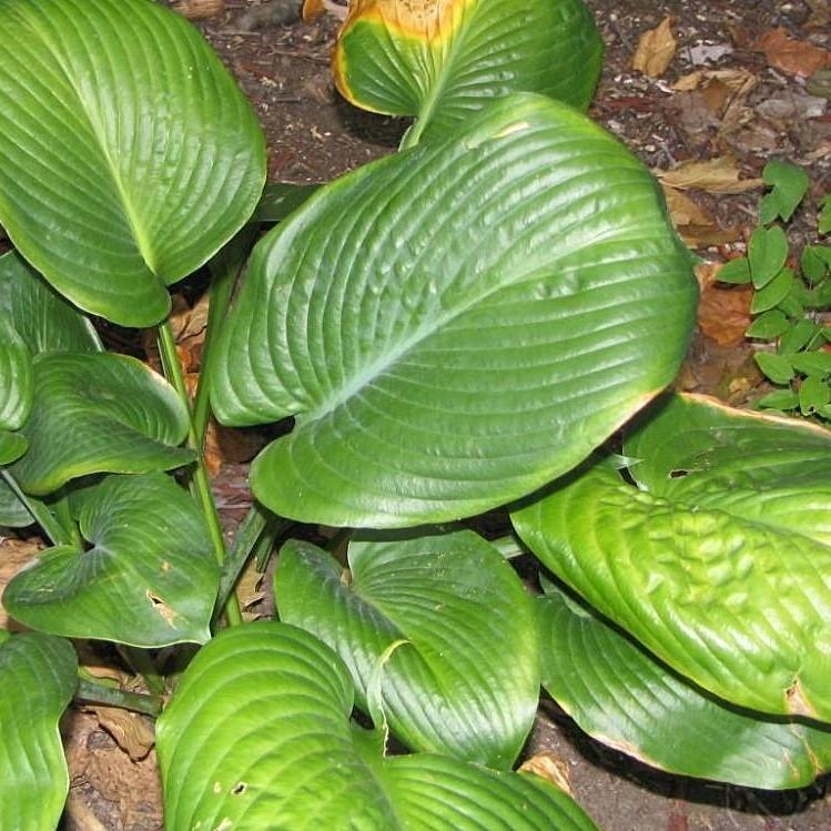 Hosta 'Blue Umbrellas' ~ Blue Umbrellas Hosta-ServeScape