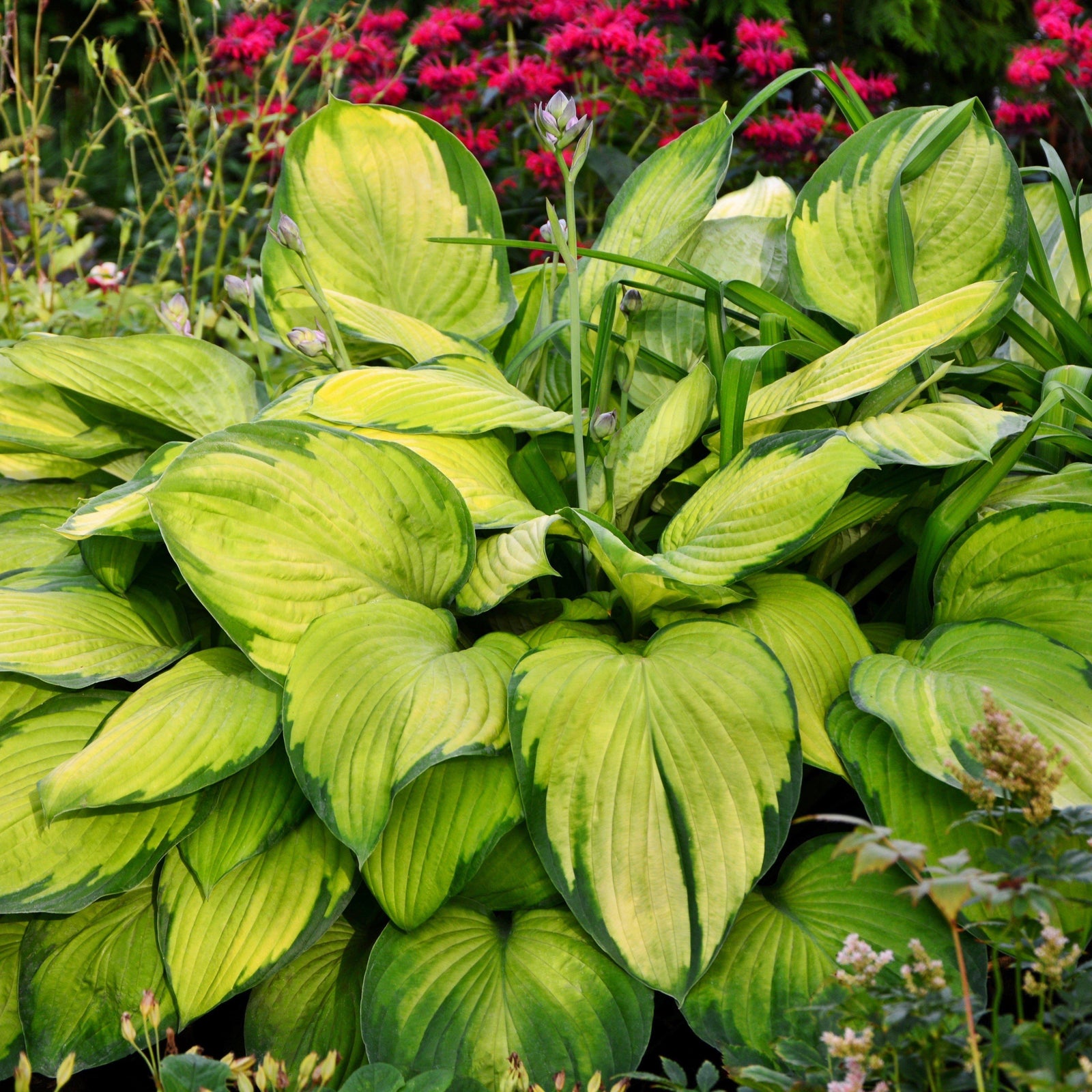 Hosta 'Dancing Darling' ~ Dancing Darling Hosta-ServeScape