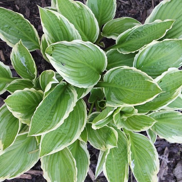 Hosta 'Diana Remembered' ~ Diana Remembered Hosta-ServeScape