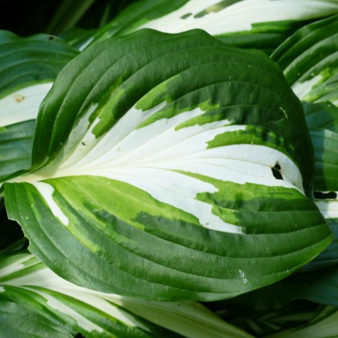 Hosta 'Dream Weaver' ~ Dream Weaver Hosta-ServeScape