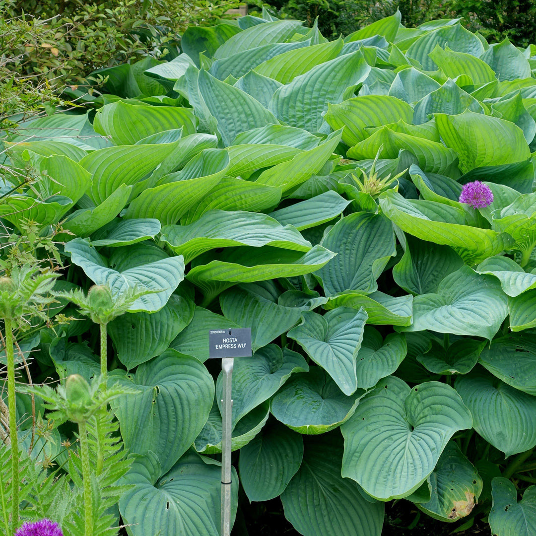 Hosta x 'Empress Wu' - Delivered By ServeScape