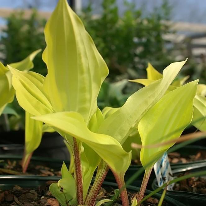 Hosta 'Fire Island' ~ Fire Island Hosta - Delivered By ServeScape