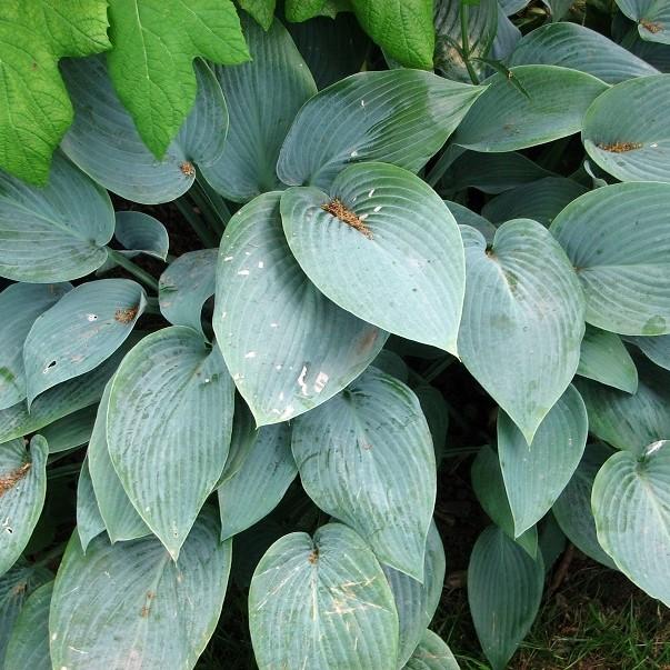 Hosta 'Fragrant Blue' ~ Fragrant Blue Hosta-ServeScape