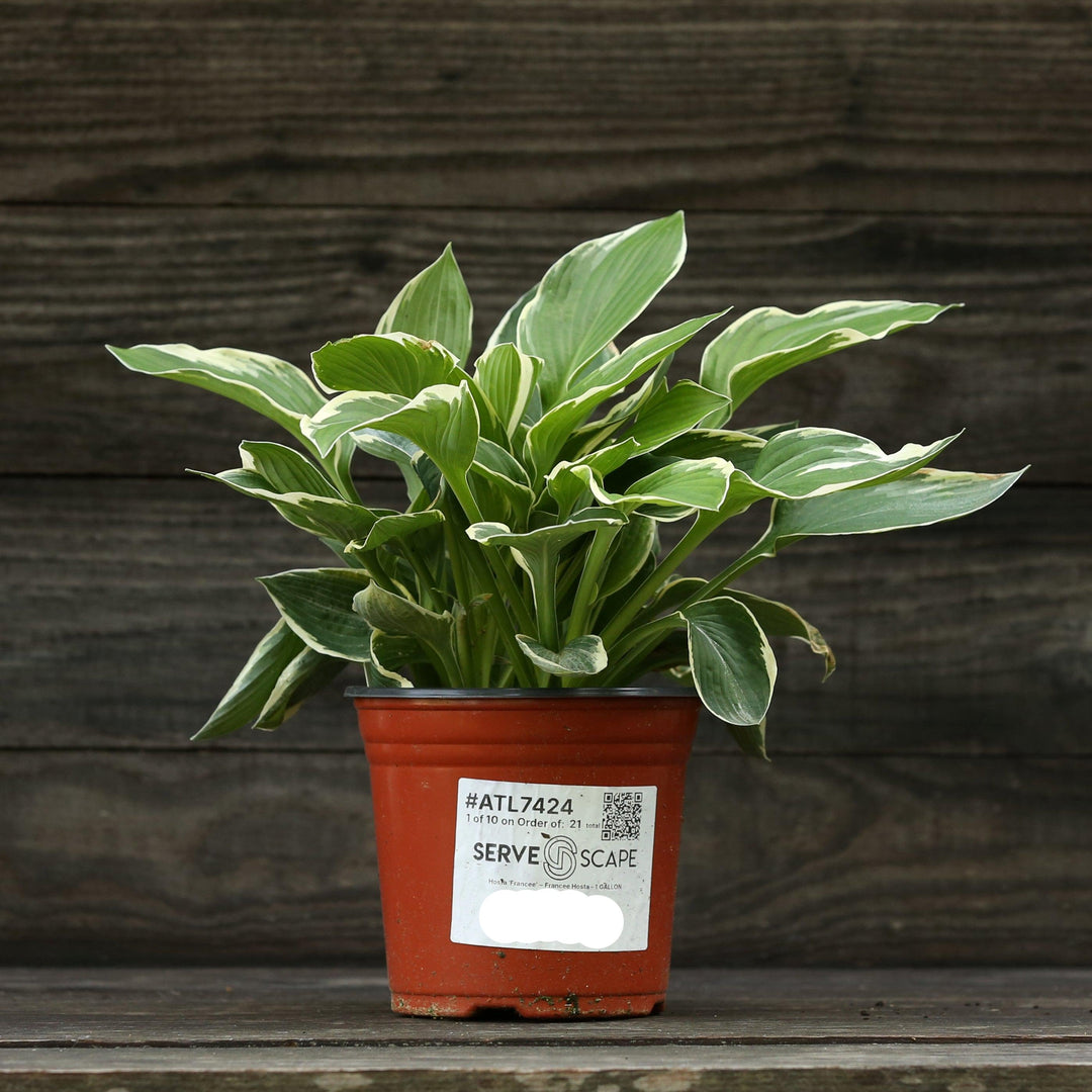 Hosta 'Francee' ~ Francee Hosta-ServeScape