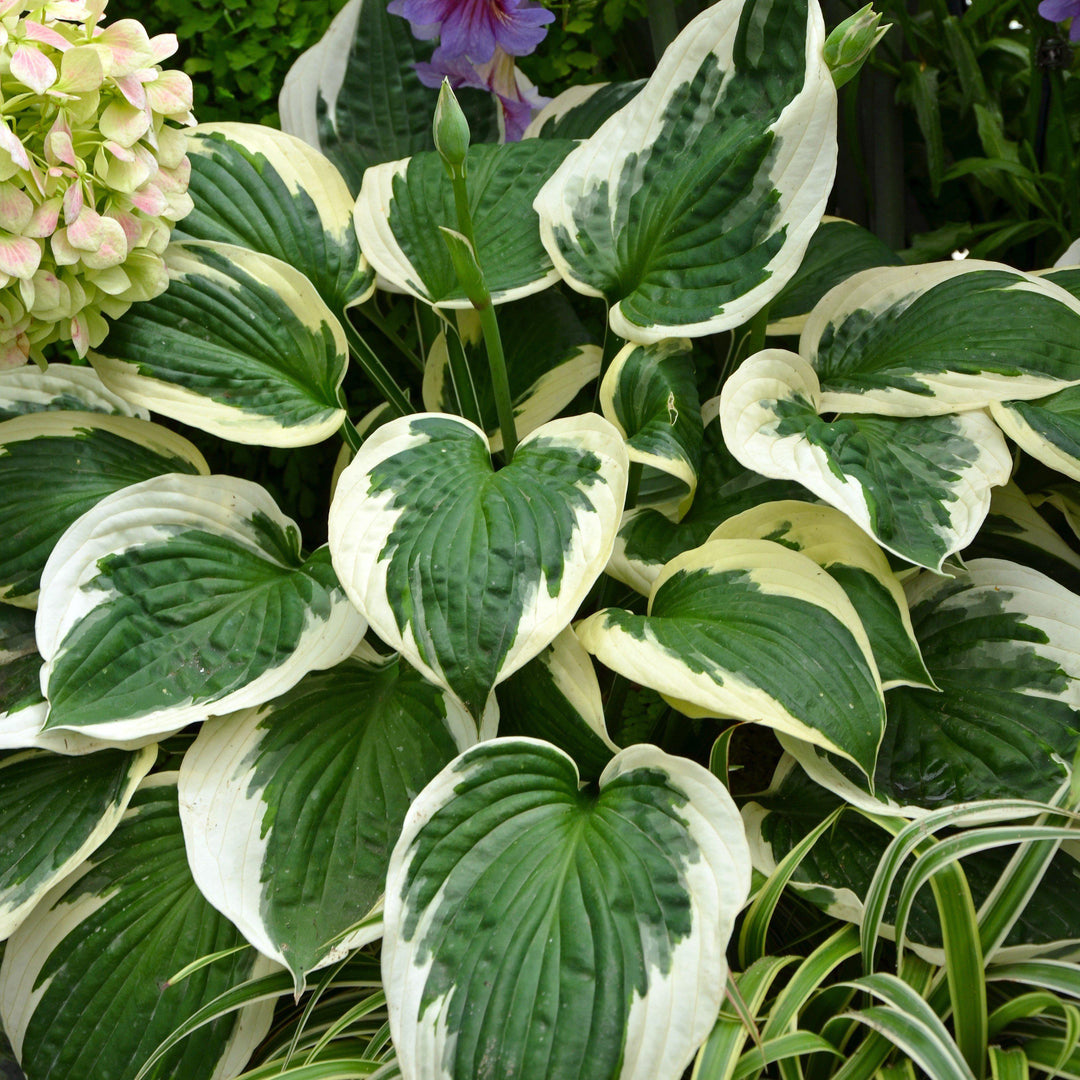 Hosta 'Francee' ~ Francee Hosta - Delivered By ServeScape