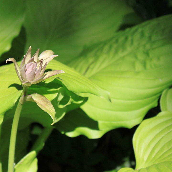 Hosta 'Glad Tidings' ~ Glad Tidings Hosta-ServeScape