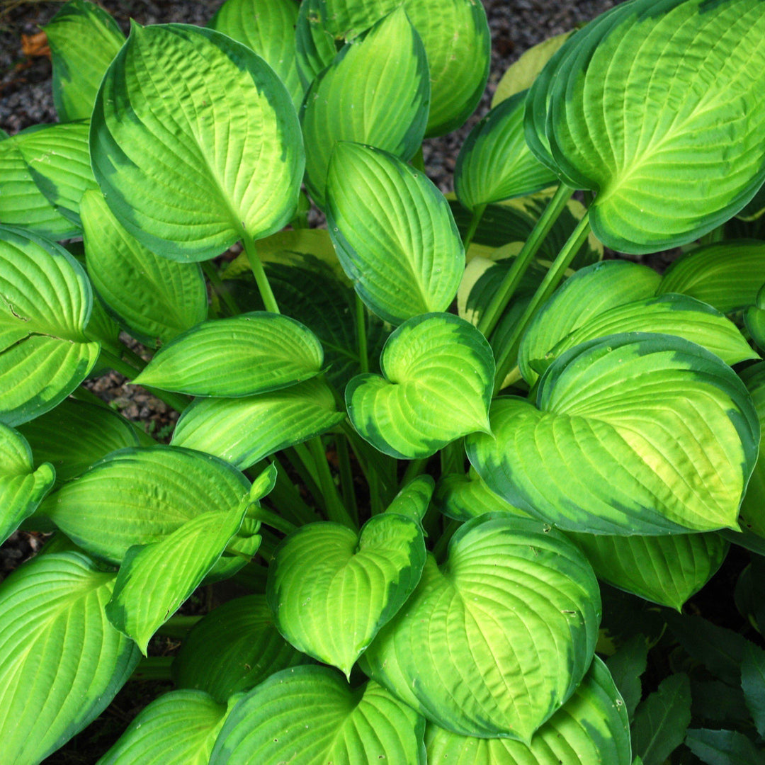Hosta 'Guacamole' ~ Guacamole Hosta - Delivered By ServeScape
