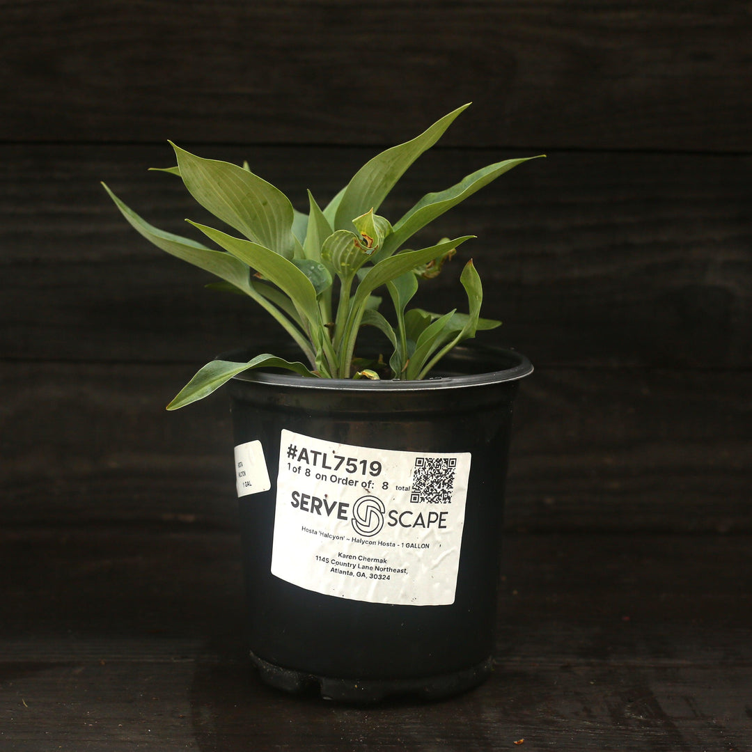 Hosta 'Halcyon' ~ Halycon Hosta-ServeScape