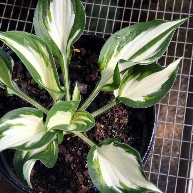 Hosta 'Loyalist' ~ Loyalist Hosta-ServeScape