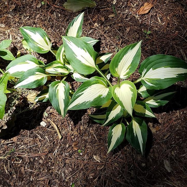 Hosta 'Loyalist' ~ Loyalist Hosta-ServeScape