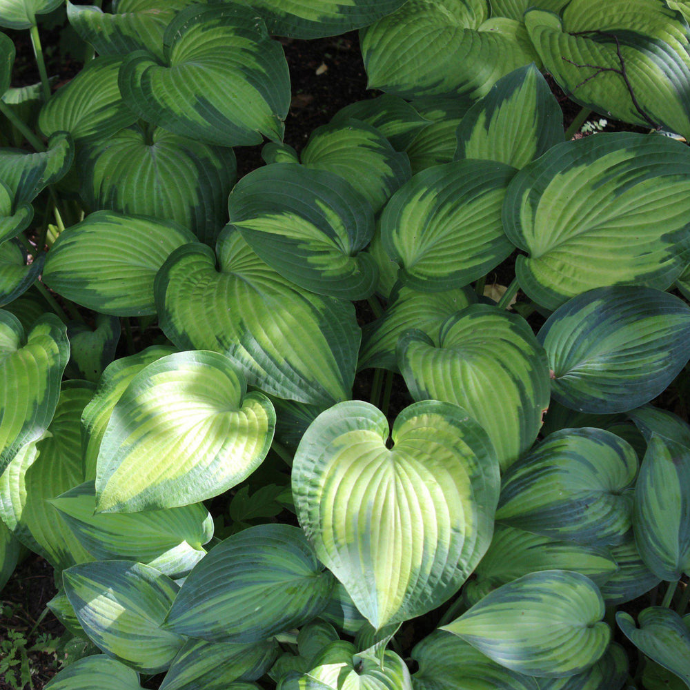 Hosta 'Paradigm' ~ Paradigm Hosta-ServeScape