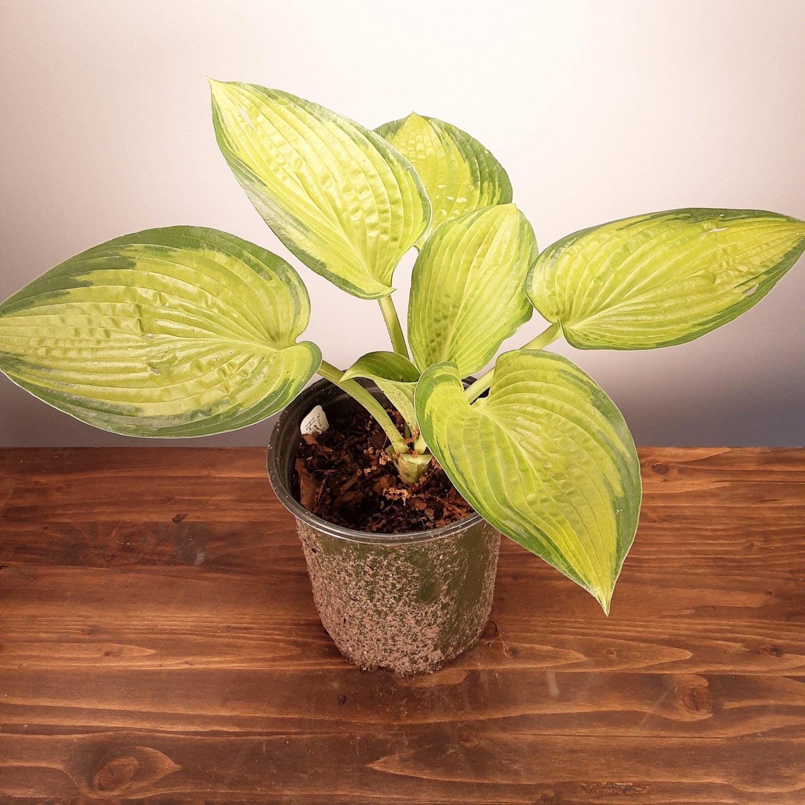 Hosta 'Paradigm' ~ Paradigm Hosta-ServeScape