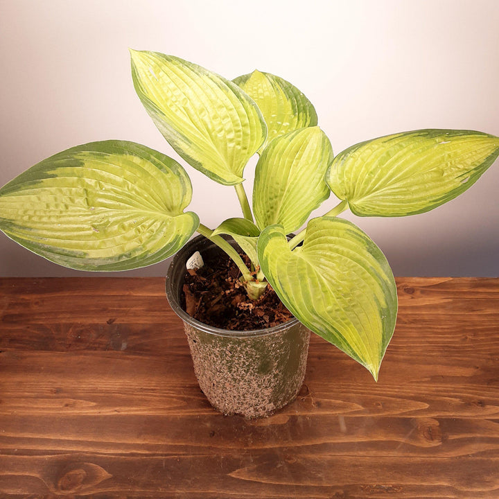Hosta 'Paradigm' ~ Paradigm Hosta-ServeScape