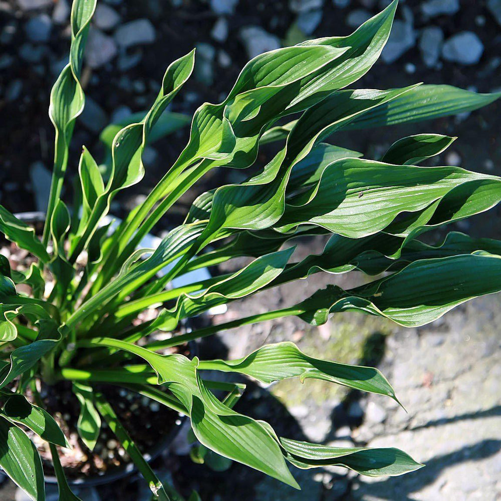 Hosta 'Praying Hands'  ~ Praying Hands Hosta - Delivered By ServeScape