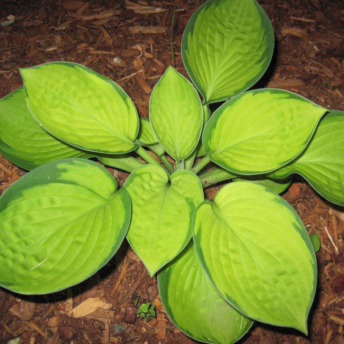 Hosta 'Rainforest Sunshine' ~ Rainforest Sunshine Hosta-ServeScape