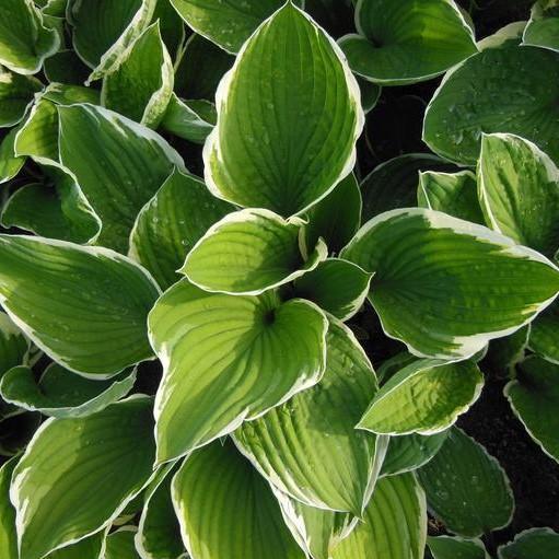 Hosta 'Regal Splendor' ~ Regal Spendor Hosta-ServeScape