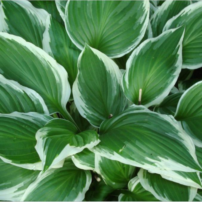 Hosta 'Robert Frost' ~ Robert Frost Hosta-ServeScape
