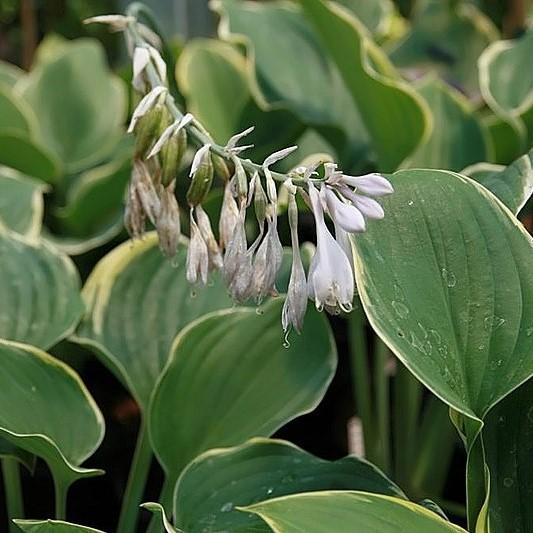 Hosta 'Sagae' ~ Sagae Hosta-ServeScape