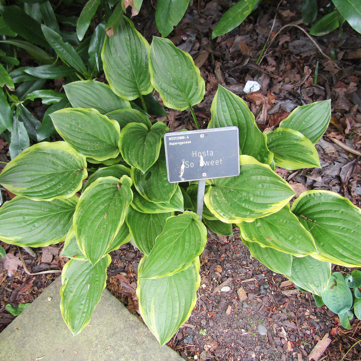 Hosta 'So Sweet' ~ So Sweet Hosta-ServeScape