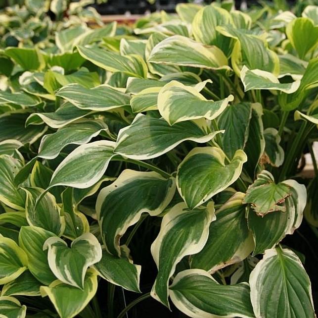 Hosta 'So Sweet' ~ So Sweet Hosta-ServeScape