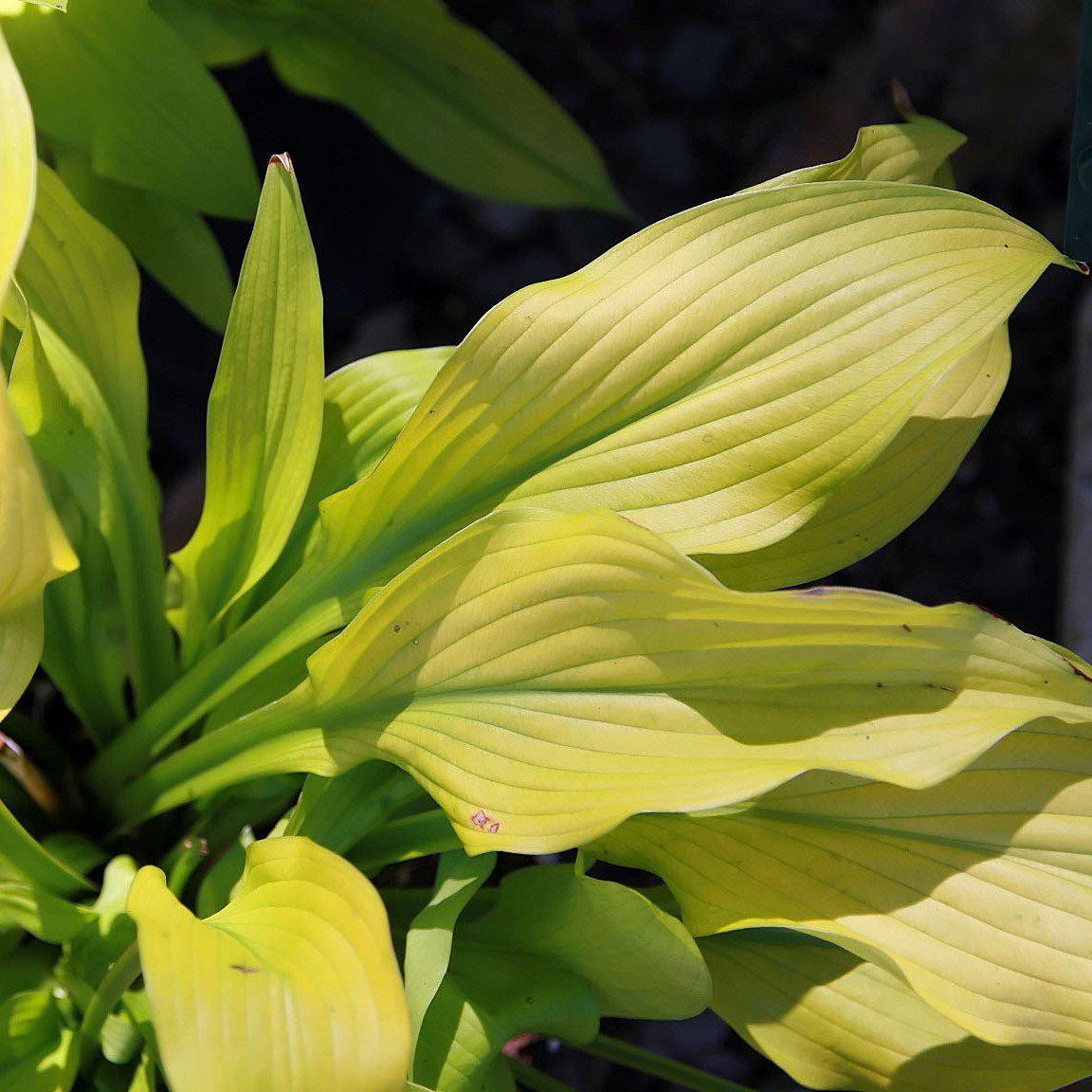 Hosta 'Sun Power' ~ Sun Power Hosta - Delivered By ServeScape