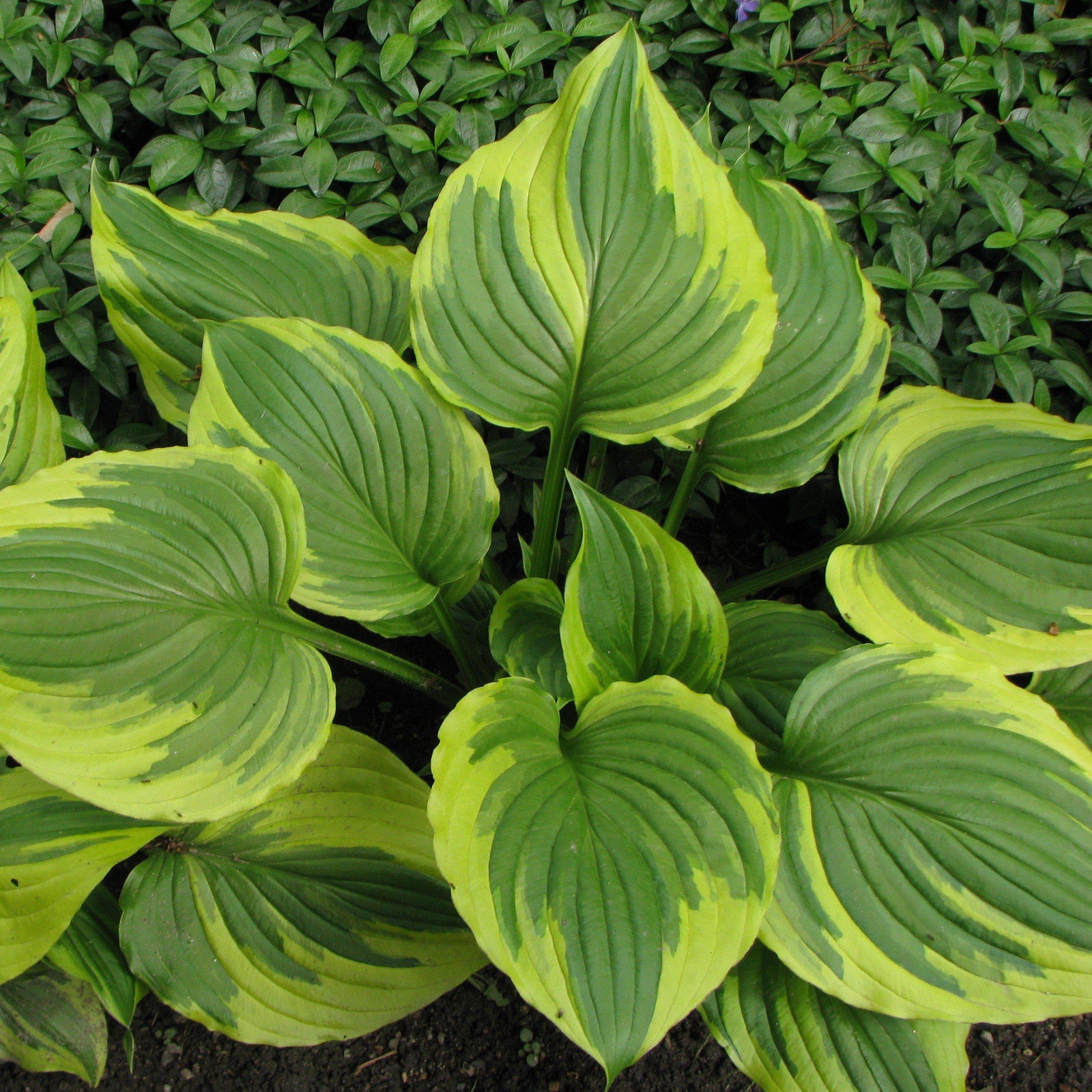 Hosta f. 'Aureomarginata' - Delivered By ServeScape