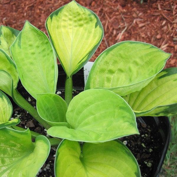 Hosta 'Rainforest Sunshine' ~ Rainforest Sunrise Hosta-ServeScape
