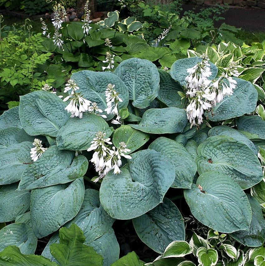 Hosta sieboldiana 'Elegans' ~ Elegans Hosta-ServeScape