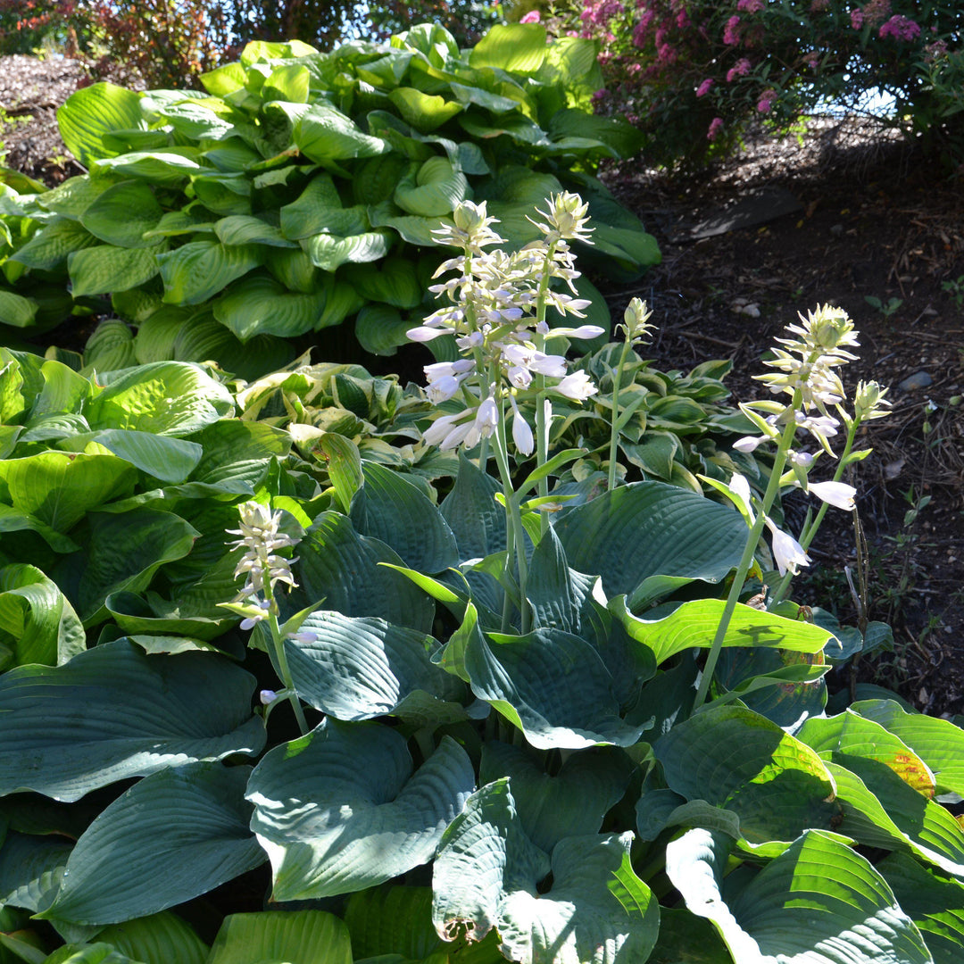 Hosta sieboldiana 'Elegans' ~ Elegans Hosta-ServeScape