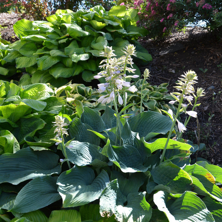 Hosta sieboldiana 'Elegans' ~ Elegans Hosta-ServeScape
