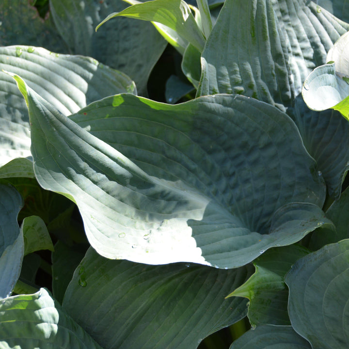 Hosta sieboldiana 'Elegans' ~ Elegans Hosta-ServeScape