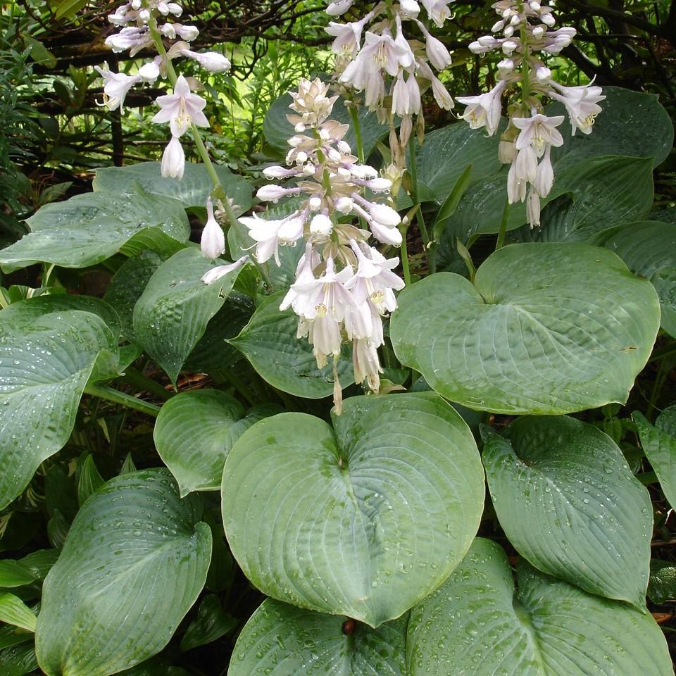 Hosta sieboldiana 'Elegans' ~ Elegans Hosta - Delivered By ServeScape