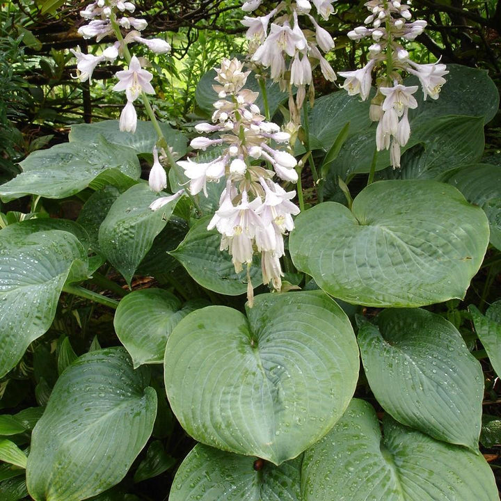 Hosta sieboldiana 'Elegans' ~ Elegans Hosta - Delivered By ServeScape