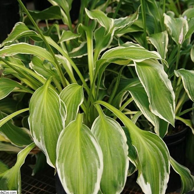 Hosta undulata 'Albomarginata' ~ Albo marginata Hosta - Delivered By ServeScape