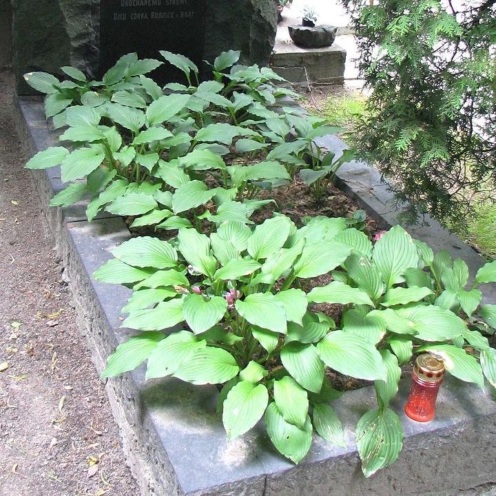 Hosta ventricosa ~ Blue Plantain Lily-ServeScape