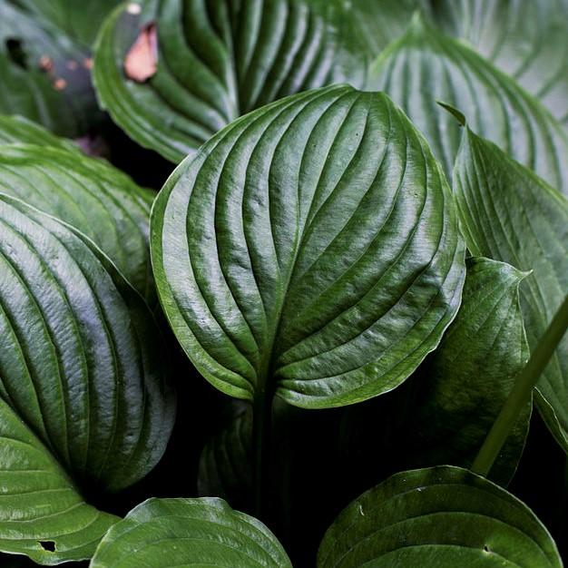 Hosta ventricosa ~ Blue Plantain Lily-ServeScape