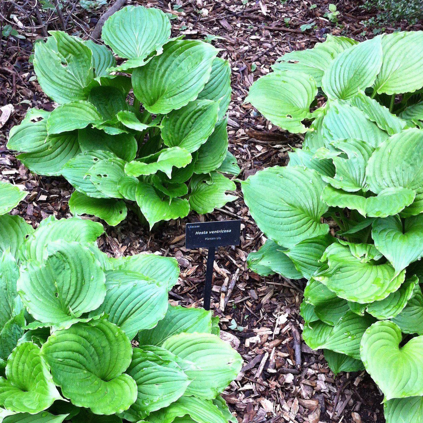 Hosta ventricosa ~ Blue Plantain Lily-ServeScape