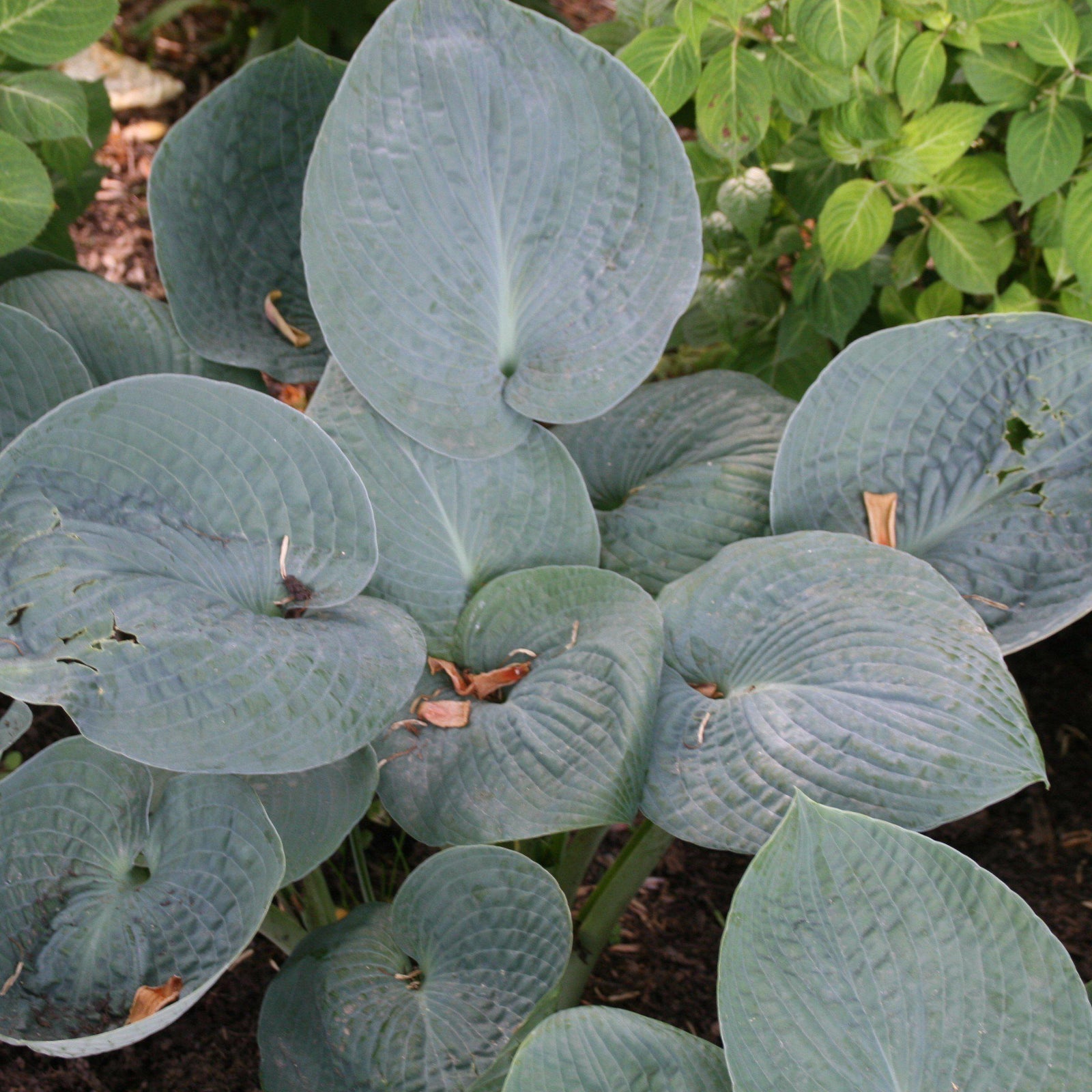 Hosta x 'Big Daddy' - Delivered By ServeScape