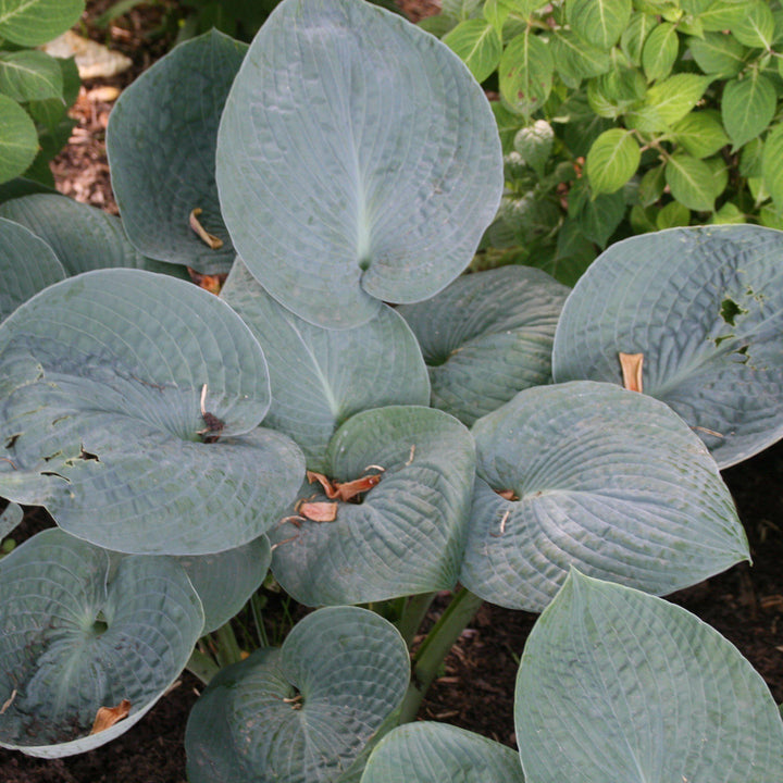 Hosta x 'Big Daddy' - Delivered By ServeScape