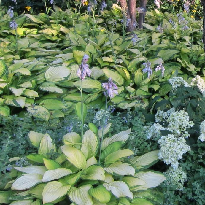 Hosta x 'Gold Standard' - Delivered By ServeScape
