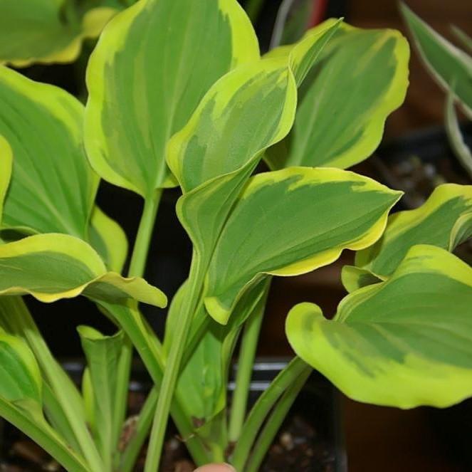 Hosta x 'Golden Tiara' ~ Golden Tiara Hosta - Delivered By ServeScape