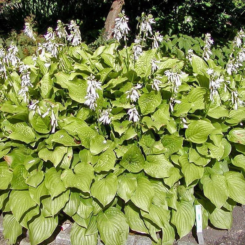 Hosta x 'Royal Standard' ~ Royal Standard Hosta - Delivered By ServeScape