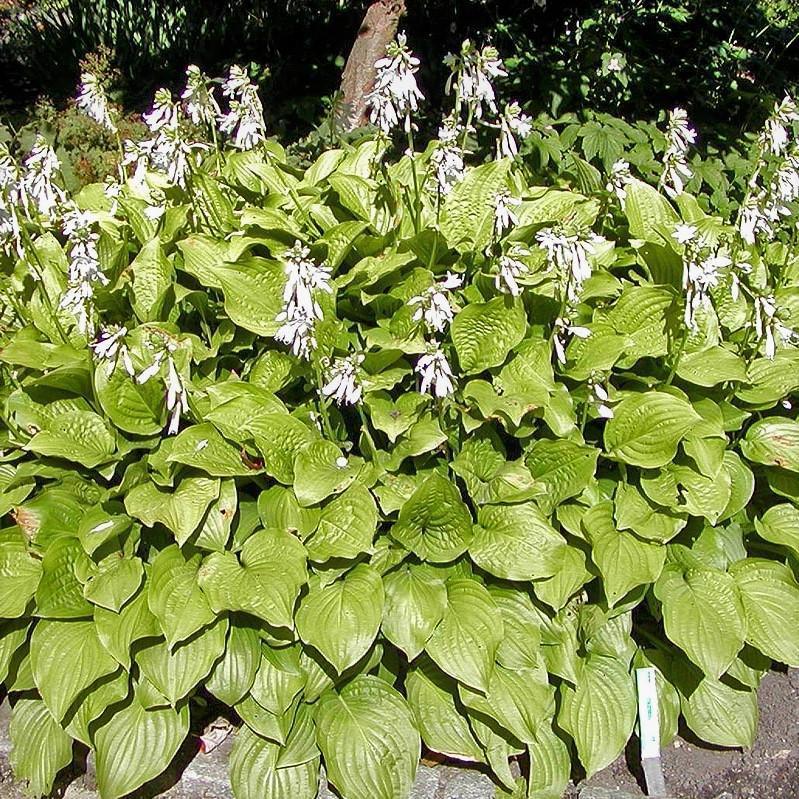 Hosta x 'Royal Standard' ~ Royal Standard Hosta - Delivered By ServeScape