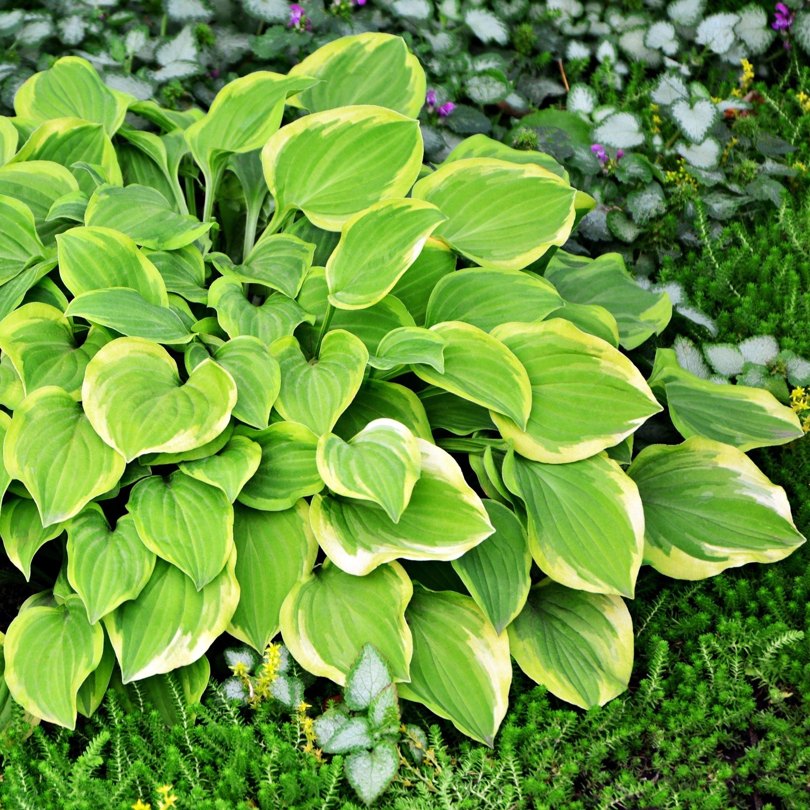 Hosta x 'Shade Fanfare' ~ Shade Fanfare Hosta - Delivered By ServeScape