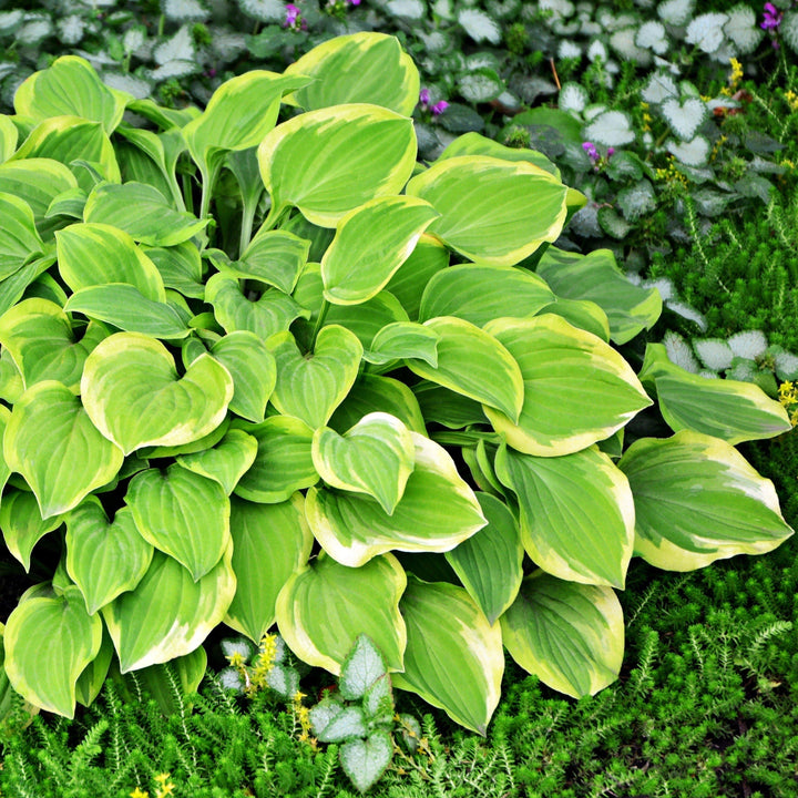 Hosta x 'Shade Fanfare' ~ Shade Fanfare Hosta - Delivered By ServeScape