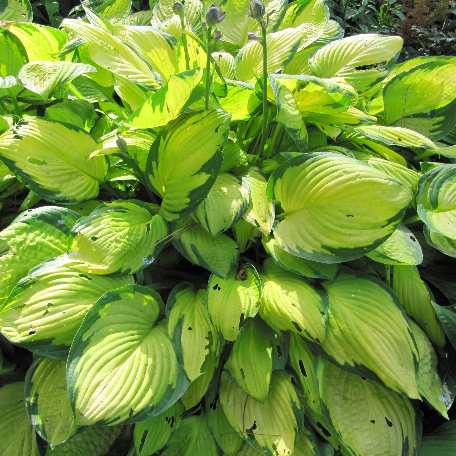 Hosta x 'Sharmon' ~ Sharmon Hosta - Delivered By ServeScape