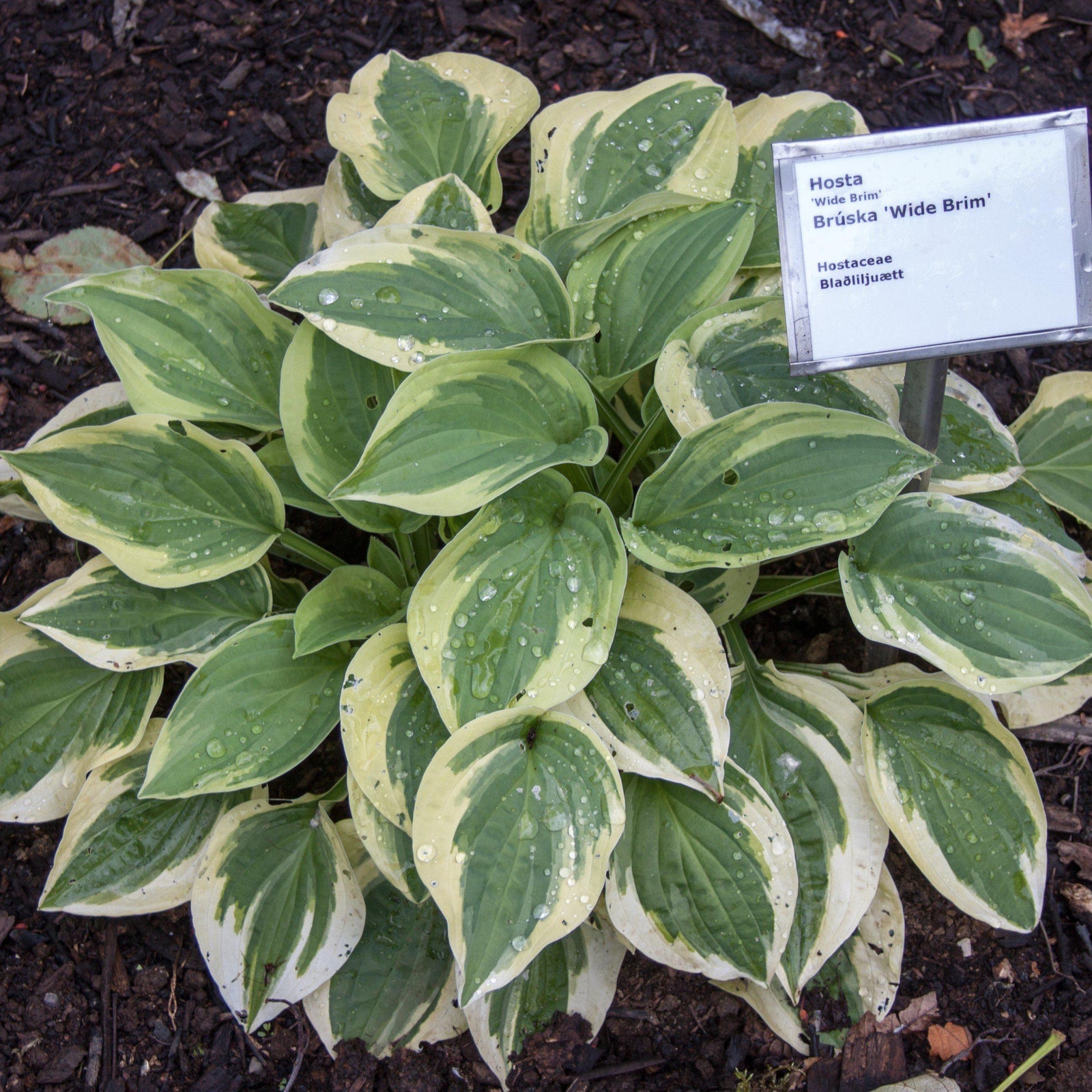 Hosta x 'Wide Brim' ~ Wide Brim Hosta - Delivered By ServeScape