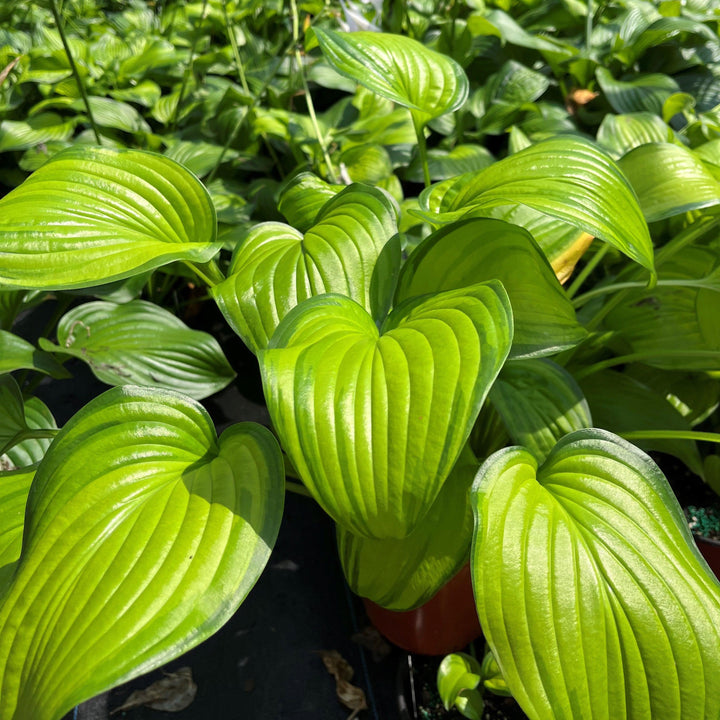 Hosta 'Guacamole' ~ Guacamole Hosta-ServeScape